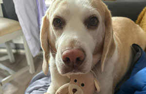 a dog holding a stuffed toy relaxing on a couch