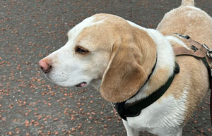 beagle dog walking outdoors